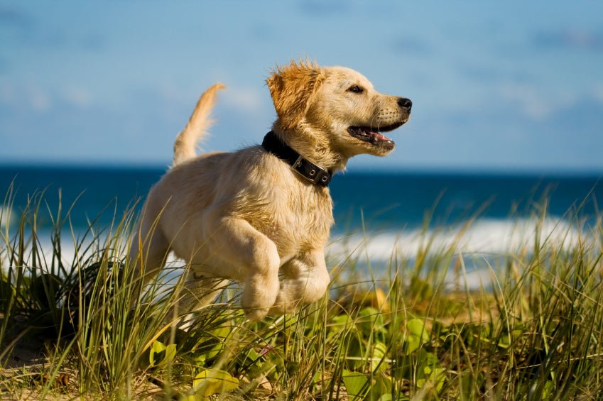 Pet Portraits - BreezePhoto.com